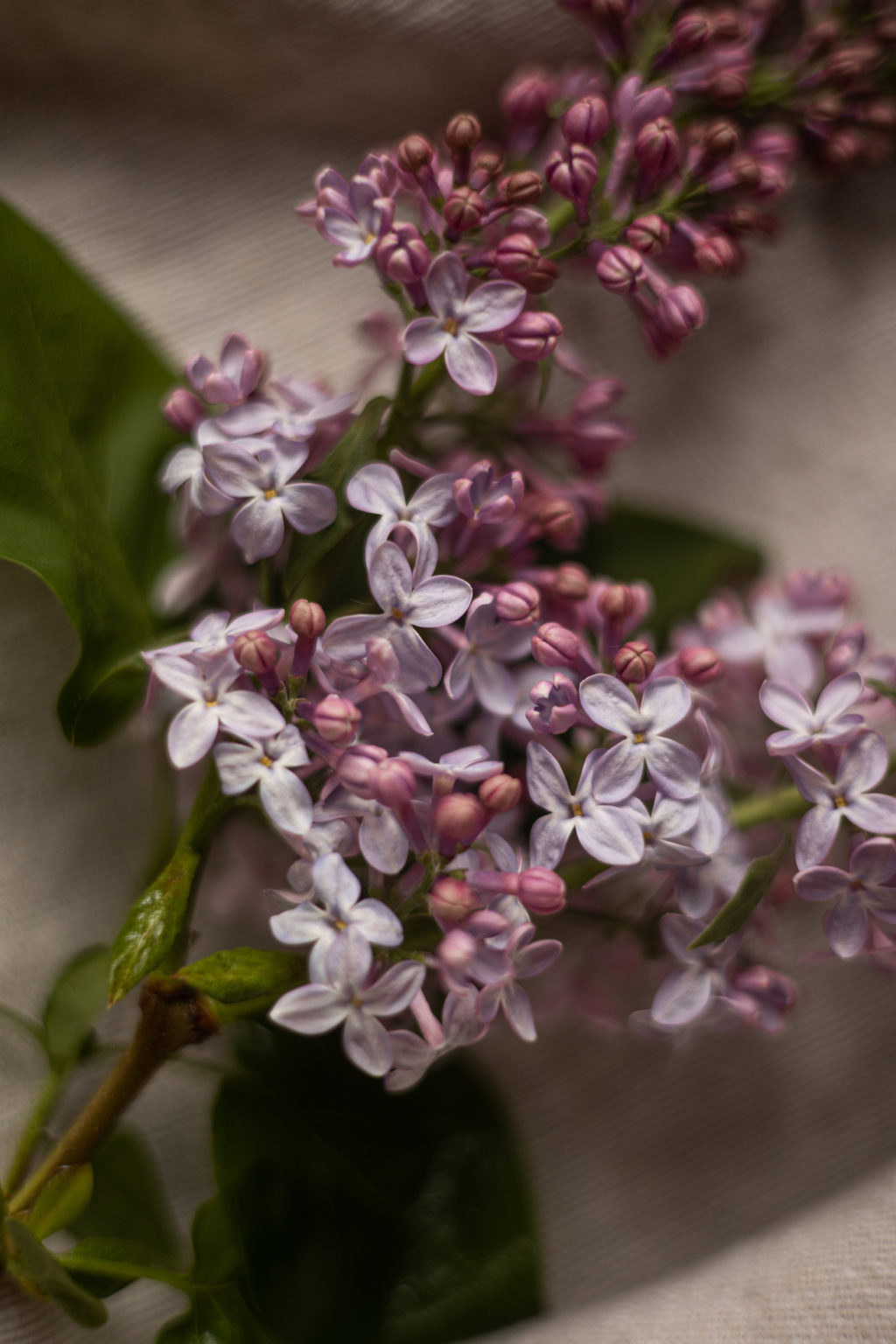Lilas comestible