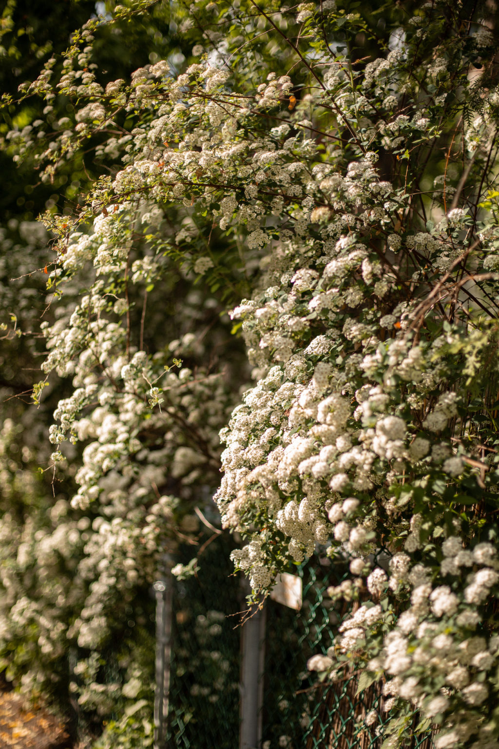 Spritz framboise et passion