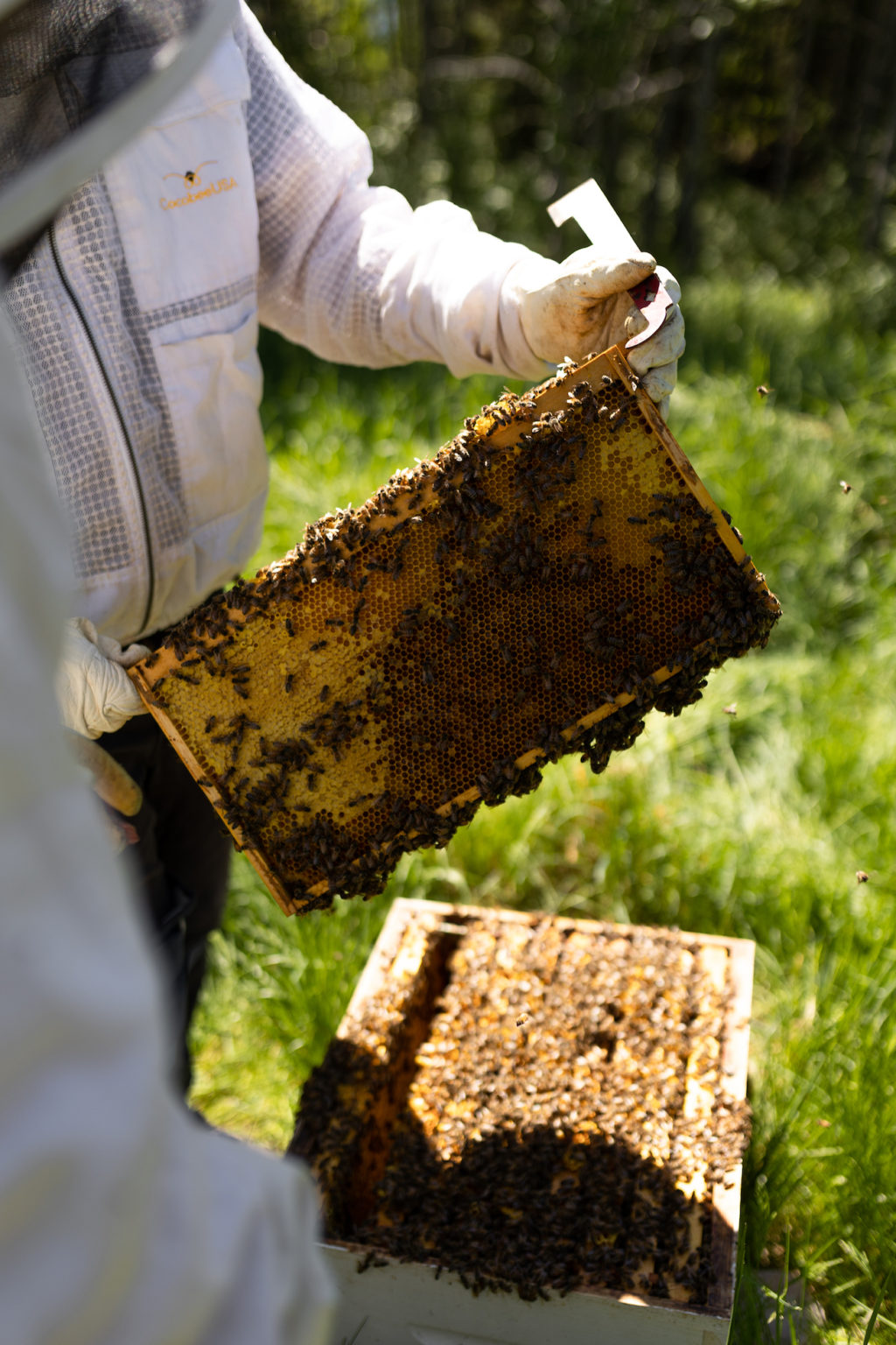 Cocktail_Gin_Tonic_Rhubarbe_Societe_Secrete_1ou2cocktails_AW3A4276