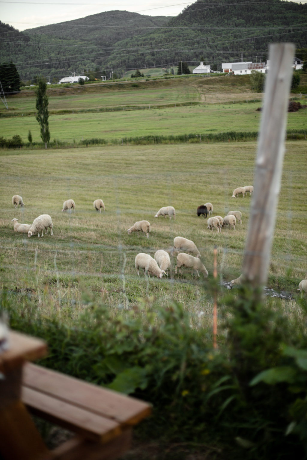 article_roadtrip_distillerie_FamilleMigneron_1ou2Cocktails_Charlevoyou_Baie-Saint-Paul_NesrineBrikci